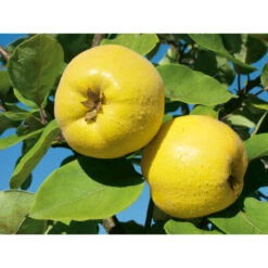 Weleda Neusspray Gencydo -Gezondheidssupplementen Winkel 761884 3