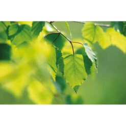 Weleda Berken Extract Bio -Gezondheidssupplementen Winkel 995765 4